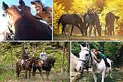 Часовая конная прогулка
