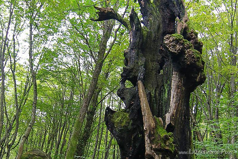 Дерево желаний 0 Дерево желаний 0