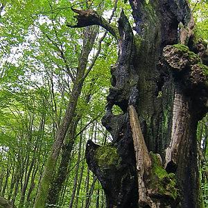 Дерево желаний