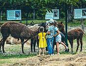 Индивидуальная экскурсия в Сафари-Сад + 33 Водопада 5