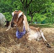 Экскурсия на 33 водопада + Сафари-Сад + Чайные плантации 7