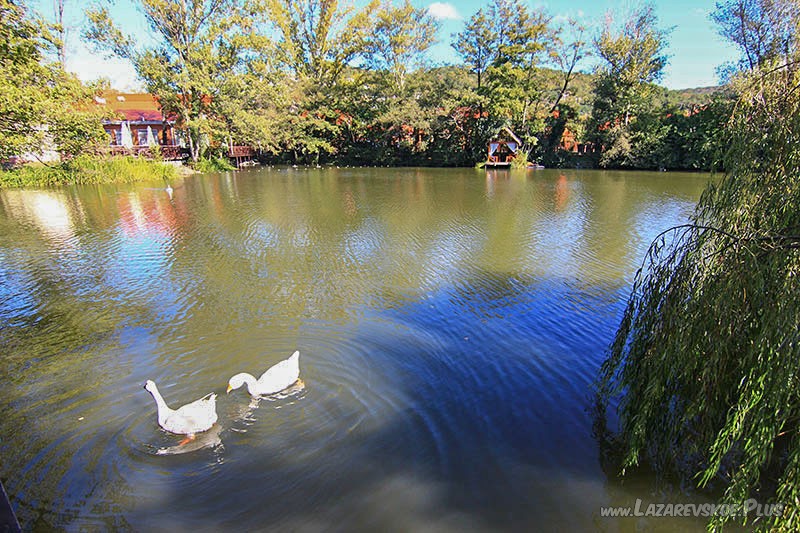 Птицы на озере Дивном.
