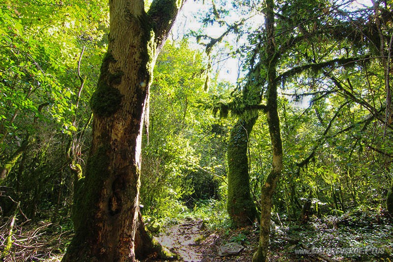 Поросший мхом самшит в ущелье Чудо-Красотка.