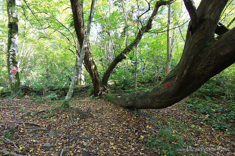 Лесная развилка.