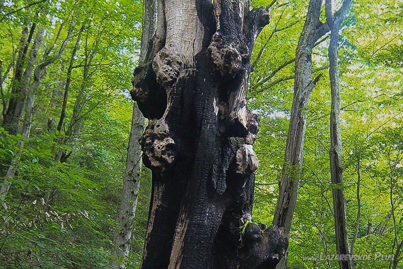 Наросты на стволе.