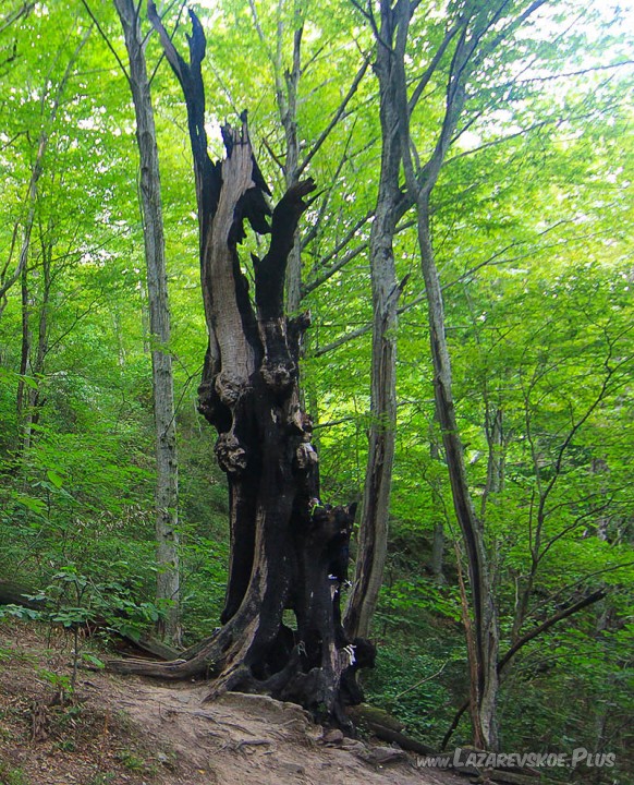 Дерево желаний