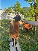 Экскурсия на 33 водопада + Сафари-Сад + Чайные плантации 8