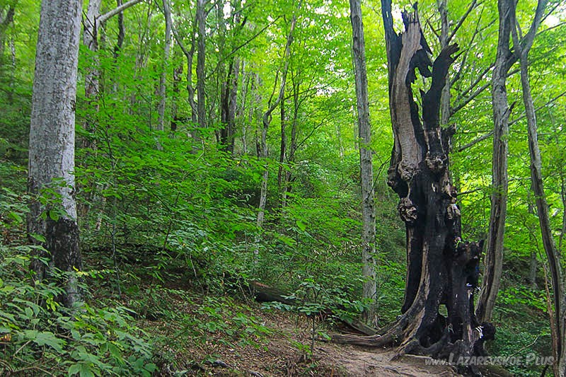 Дерево желаний.