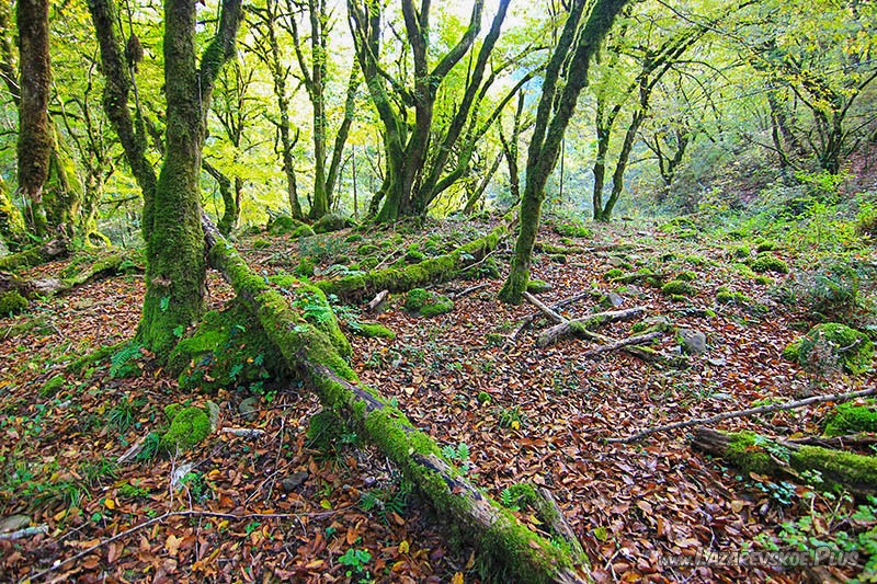 Поляна с курганами.