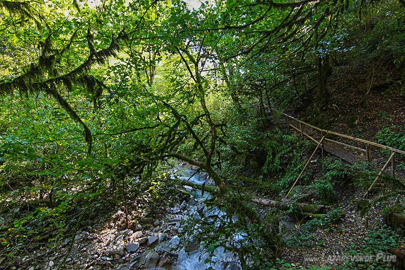 Почти весь путь по урочищу проходит среди многочисленных зарослей местной флоры.