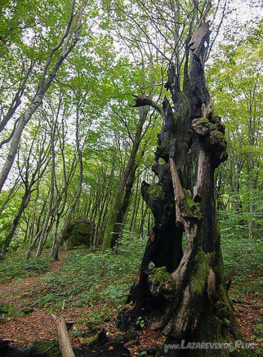 Дерево желаний. Вид с другой стороны.