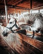 Часовая конная прогулка + Посещение фермы и общение с животными 7 Часовая конная прогулка + Посещение фермы и общение с животными 7