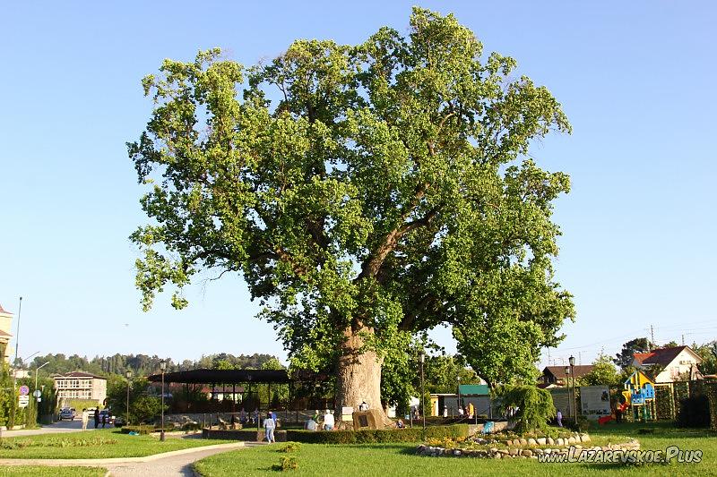 Тюльпанное дерево, Головинка