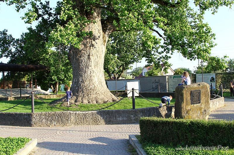Площадка перед тюльпанным деревом.