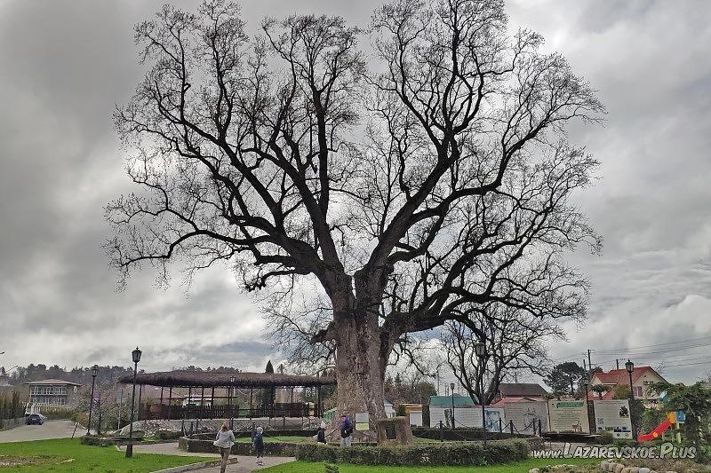 Тюльпанное дерево зимой