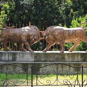 Фигуры быков