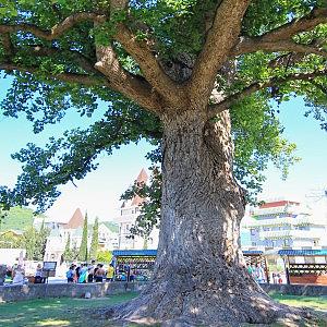 Тюльпанное дерево