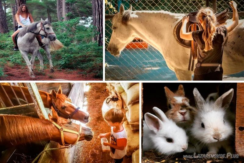 Часовая конная прогулка + Посещение фермы и общение с животными